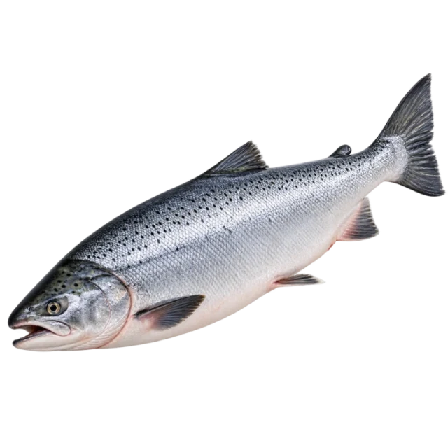 Japanese COHO Full Salmon